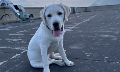 酷游官网-批量公司经营异常，瑞派宠物融资并购仍不停，与瑞普加大关联交易